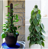 Leafy Tales Moss Stick- Green Grass Pole for Plants Support, Moss Stick for Money Plant, Climbing Indoor Plants (Set of 6) (3 ft) (Mostick 3 Ft Set of 6)